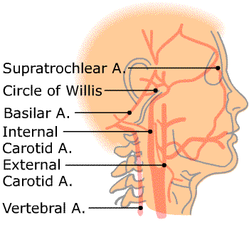 circulation